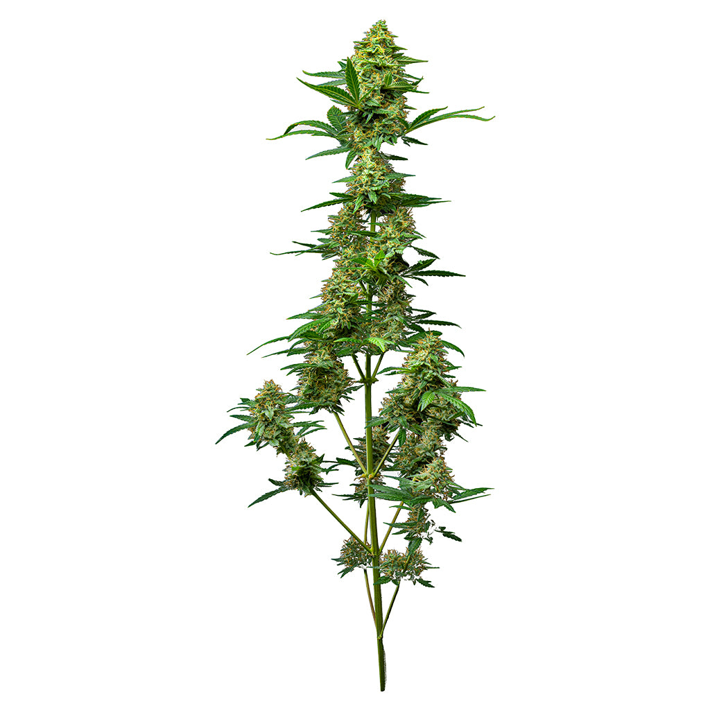 Froot by the Foot Feminized Autoflower Seeds - 