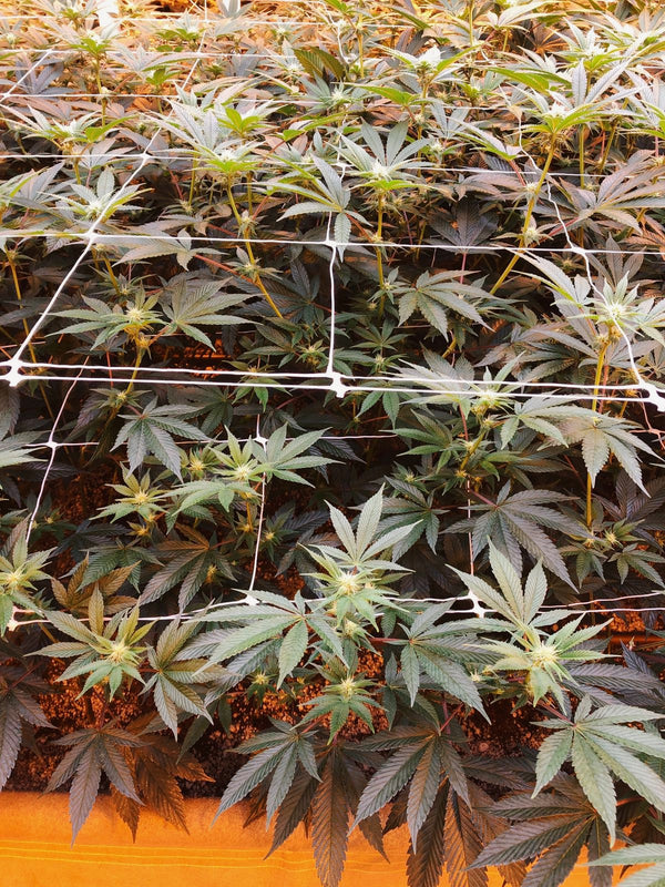 Micro-Batch Indoor