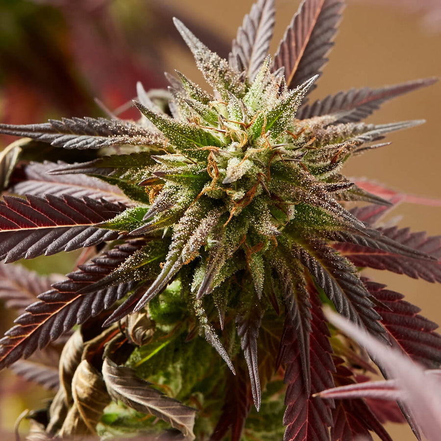 Faire progresser les connaissances sur le cannabis et promouvoir une consommation responsable