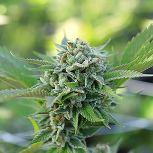 Premium Cannabis Flower