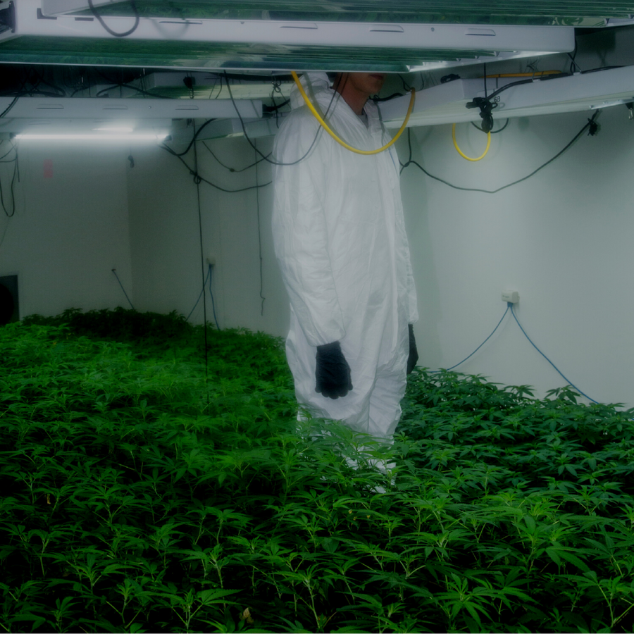 Terpy House Strains