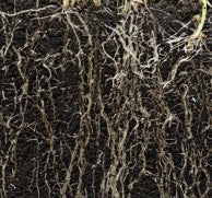 All Organic Living Soil