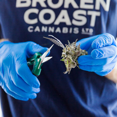 100% Hand Trimmed