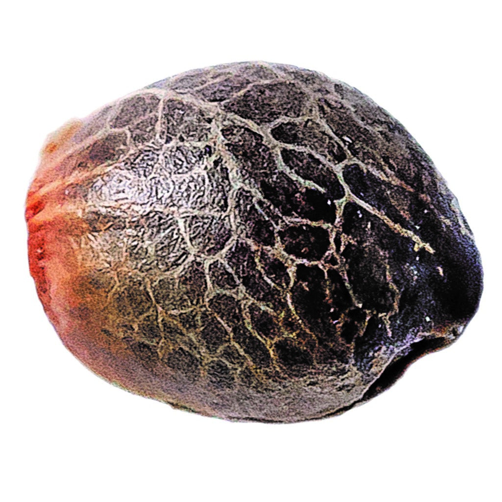 Magic Melon Seeds (Autoflower) - 