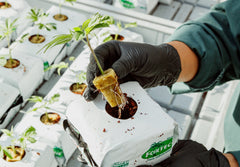 Qu’est-ce qu’une pépinière de cannabis?