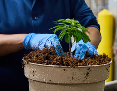 Ontario Cannabis Fieldnotes: Back Forty from Auxly