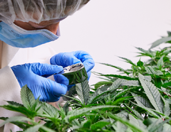 Ontario Cannabis Fieldnotes: Divvy from Emblem