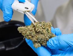 Meet Unit 15 Pre-Rolls and Dried Flower