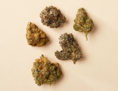 Qu’est-ce qu’une souche de cannabis?