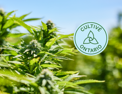 Pourquoi acheter du cannabis cultivé en Ontario?