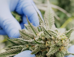 Notes de terrain sur le cannabis en Ontario : 1Spliff de Sess