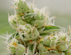 Meet Claybourne Frosted Flyers Pre-Rolls from Tweed