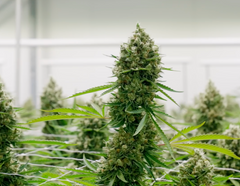 Ontario Cannabis Fieldnotes: Claybourne from Tweed