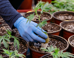 Notes de terrain sur le cannabis en Ontario : Redecan de Tilray