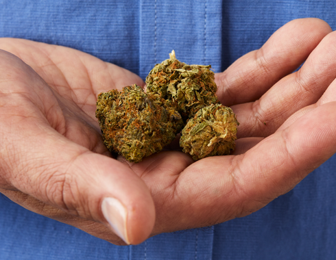 Can You Consume Too Much Cannabis?