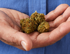 Can You Consume Too Much Cannabis?