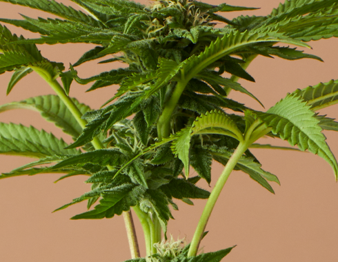 The Different Types of Cannabis Seeds: Feminized, Regular and Autoflowering