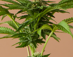 Les différents types de semences de cannabis : féminisées, régulières et à autofloraison