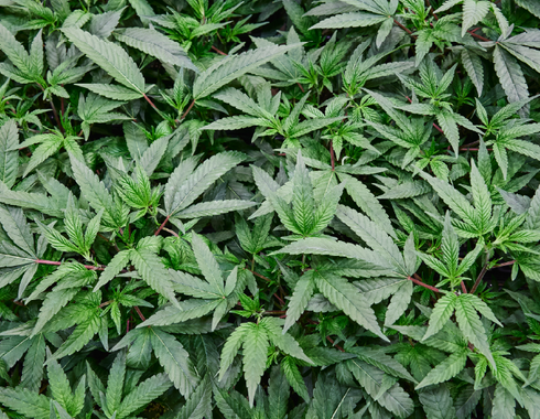 How It’s Grown: Eco-Conscious Growing Methods