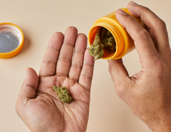 Les effets du cannabis : à court et à long terme