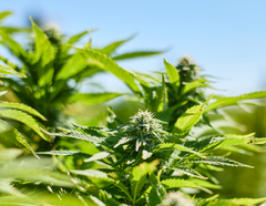 How It’s Grown: Outdoor cultivation