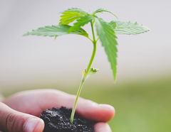 Tendances relatives au cannabis et à sa légalisation