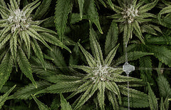 Informations sur la souche Blueberry