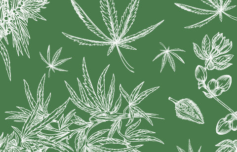 Cannabis Use and COVID-19