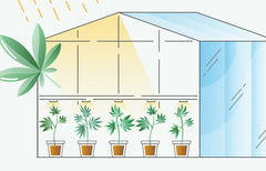 Comment ça pousse : méthodes de culture écoresponsables