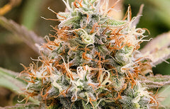 Fleur en vedette : Tangerine Dream