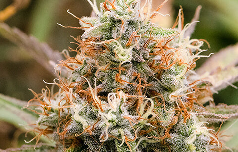 Tangerine Dream Strain Info