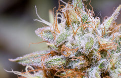 Informations sur la souche White Widow