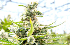 Informations sur la souche Blue Dream