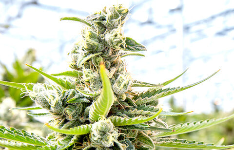 Blue Dream Strain Info