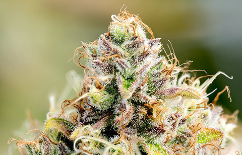 Jean Guy Strain Info