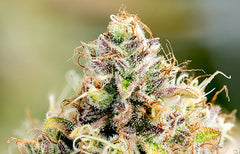 Jean Guy Strain Info