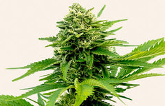 Informations sur la souche Jack Herer