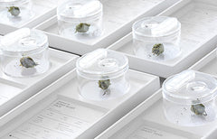 How To Be Sure You’re Purchasing Cannabis from a Legal Source