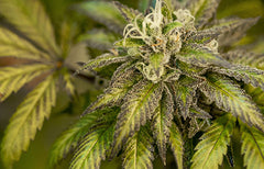 Rencontrez les maîtres : Tairance Rutter et Seth Rimmer, 34 Street Seed Co