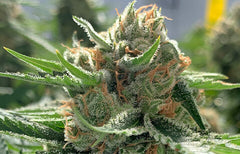 Informations sur la souche Mango Haze