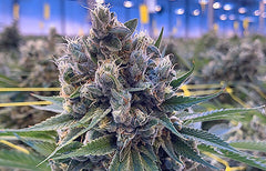 Informations sur la souche Ghost Train Haze