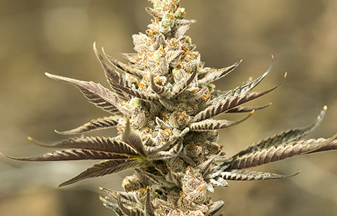 Mandarin Cookies Strain Info