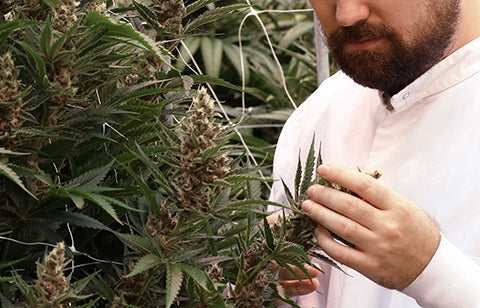 Ask a Bud: 50 Years of 420