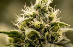 Informations sur la souche Cold Creek Kush