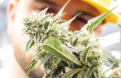 Ontario Cannabis Fieldnotes: Cannara Biotech Blends Business with Pleasure
