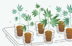 How Craft Cannabis Is Made