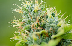 Fleur en vedette : OG Kush