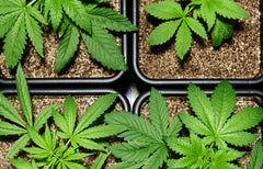 Demandez à un Bud : Se préparer à cultiver en plein air