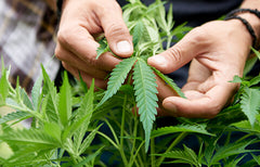 Comment faire pousser du cannabis