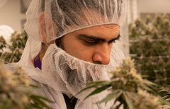Meet the Masters: Andrew Maharaj, Strains LTD